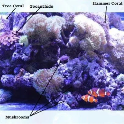 thumbnail for publication: 4-H Marine Aquarium Adult Partner Guide